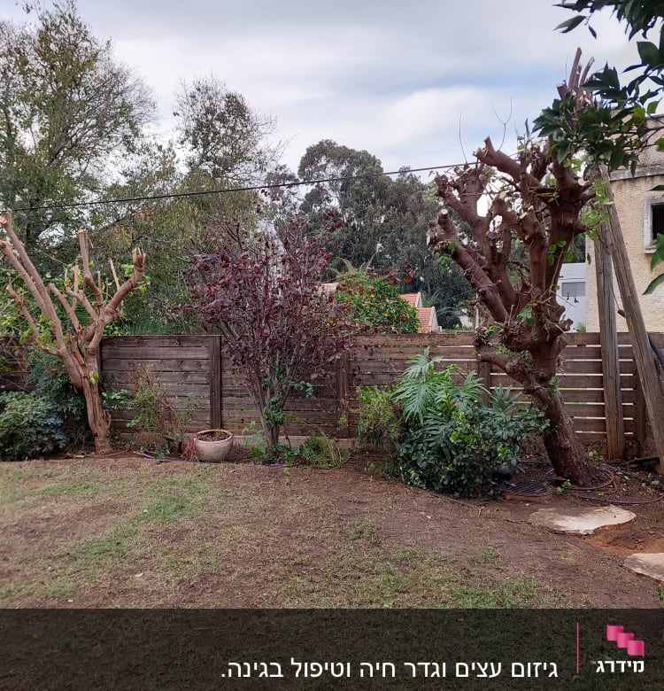 עצים גזומים בחצר עם גדר עץ